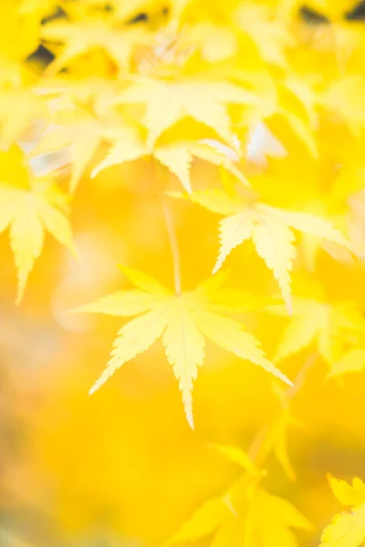 Yellow Maple leaves