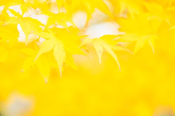 Yellow Maple leaves in Autumn season