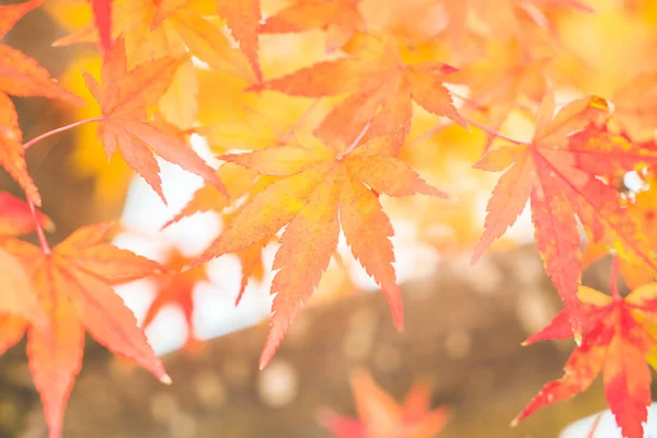 Red maple leaves in Autumn season