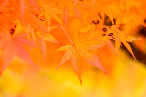 Maple leaves in park