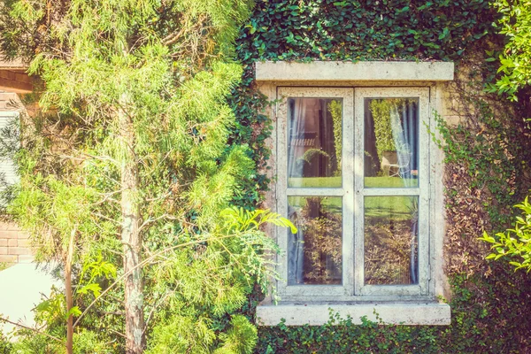 Window with garden view