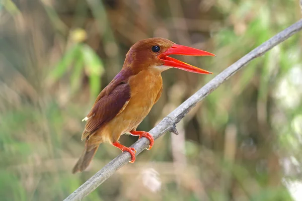 Ruddy Kingfisher Halcyon coromanda Birds of Thailand