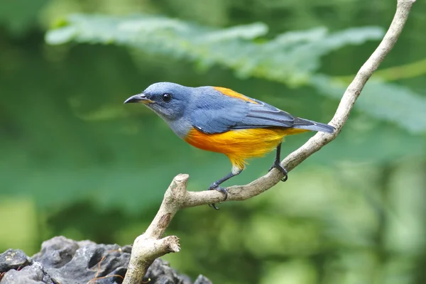 Orange-bellied Flowerpecker Dicaeum trigonostigma Male Birds of Thailand