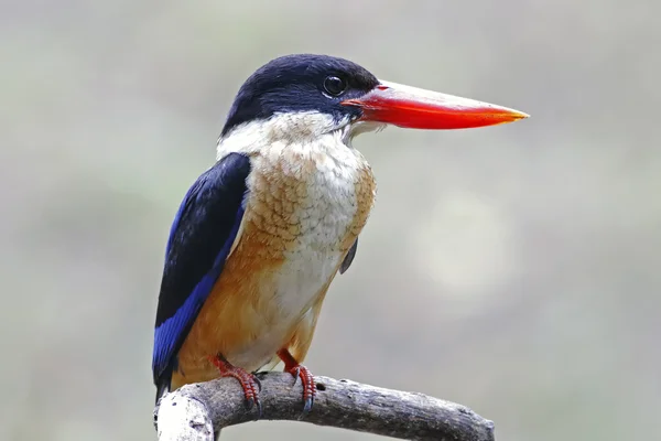 Black-capped Kingfisher Halcyon pileata Birds of Thailand