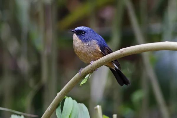 Slaty-blue Flycatcher Ficedula tricolor Male Birds of Thailand