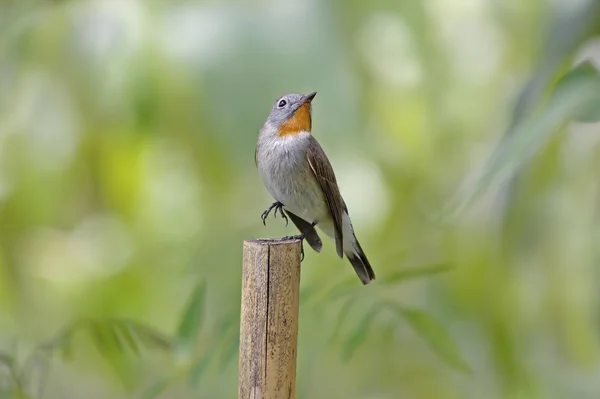 Taiga Flycatcher Ficedula parva Male Birds of Thailand