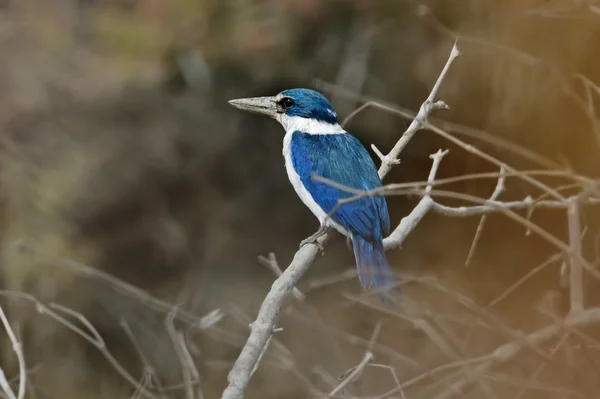 Collared kingfisher Todiramphus chloris Mangrove Birds of Thailand