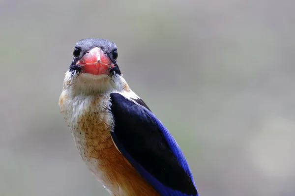 Black-capped Kingfisher Halcyon pileata Straight face Birds of Thailand