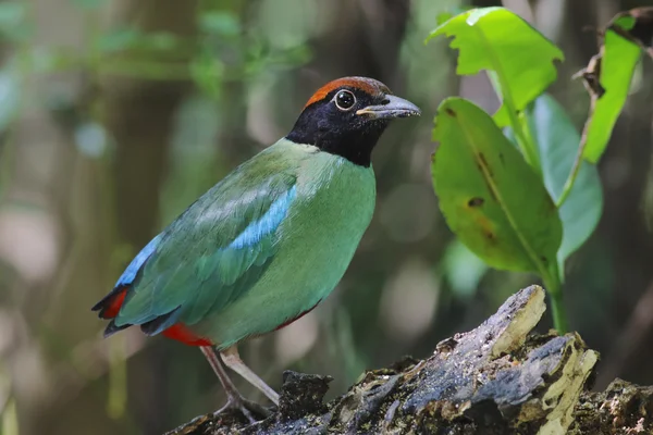 Hooded Pitta Pitta sordida Birds of Thailand