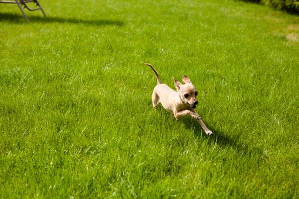 Toy Terrier is a jumping  on the grass in the yard