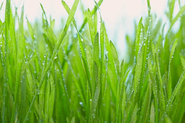 Fresh grass with dew drops