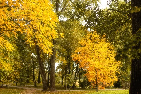 Autumn tree with yellow leaves in the park
