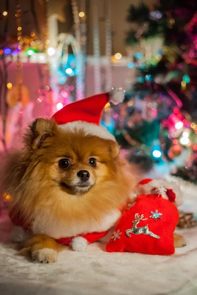 Pomeranian in santa clothing on a background of Christmas decorations