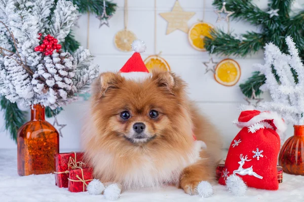 Pomeranian in santa clothing on a background of Christmas decorations