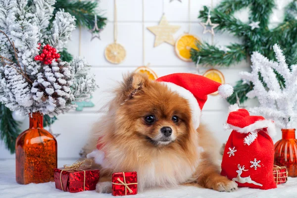 Pomeranian in santa clothing on a background of Christmas decorations