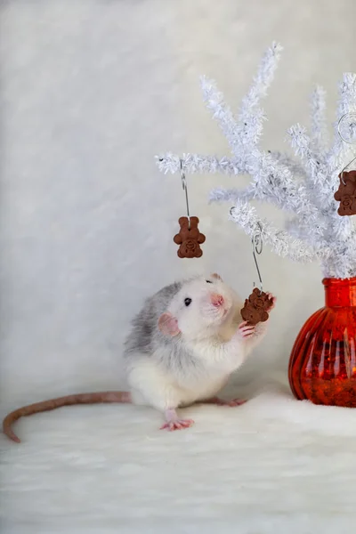 Decorative rat eating chocolate chip cookies