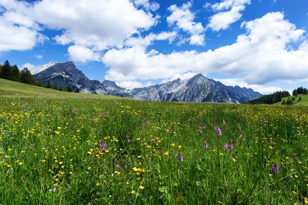Blooming meadow flowers in spring time with blue sky and cumulus clouds in the Austrian Alps