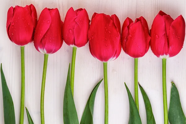 Red Tulips Straight Line Wooden Background