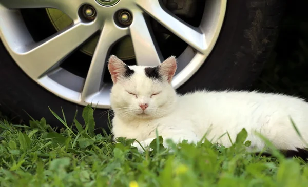 Cat sleeping near the car