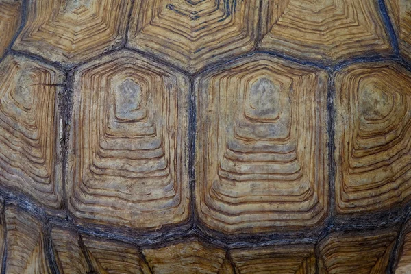 Close up of tortoise shell