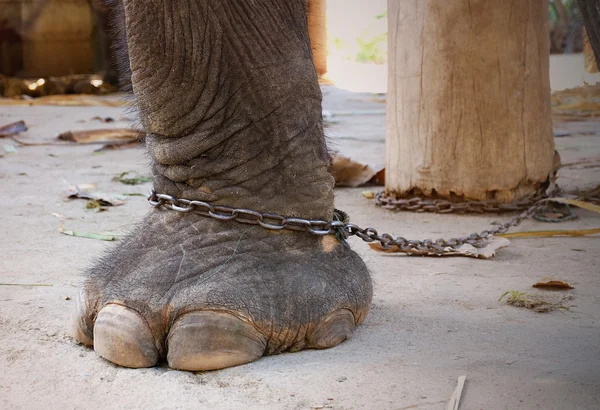 Elephant leg on chain