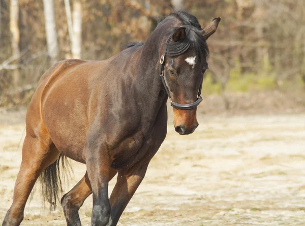 Brown horse with black mane and tail on sand on a background of pine forest
