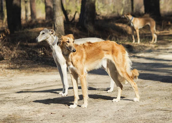 Group of dogs with long legs which standing on a gray sand