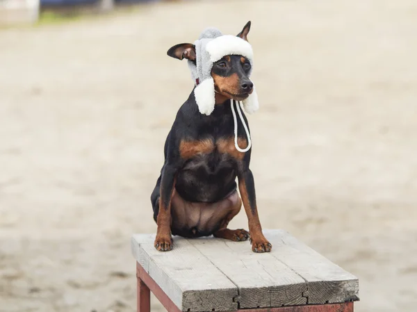 Small black brown dog with long ears are in a hat.