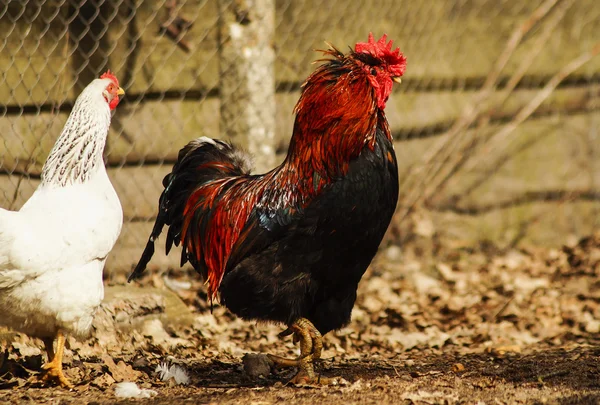 Black cock with red crest and neck standing on the ground next to a white chicken