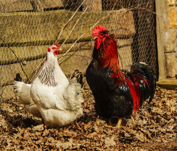 Black cock with red crest and neck standing on the ground next to a white chicken