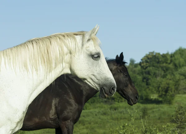 White horse with light mane and tail stands on the field on the green grass