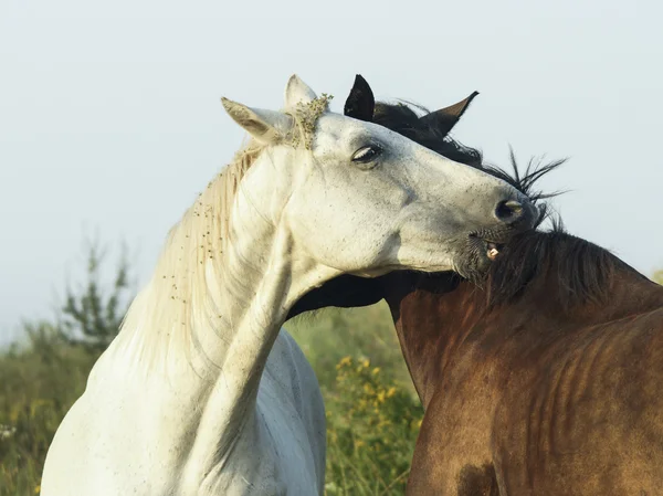 White horse with light mane and tail stands on the field on the green grass