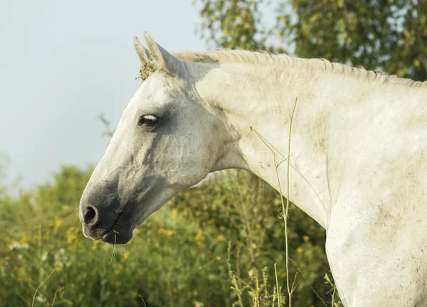 White horse with light mane and tail stands on the field on the green grass