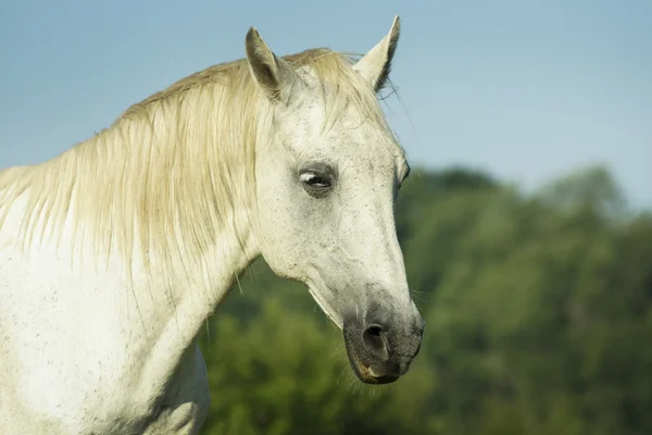 White horse with light mane and tail stands on the field on the green grass