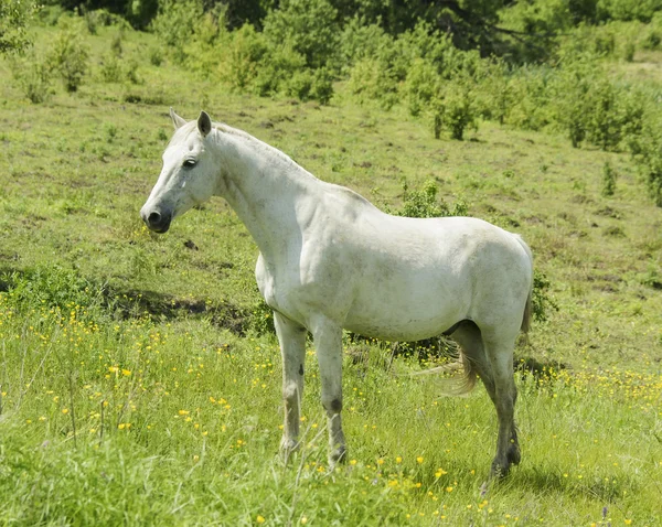 White horse with light mane and tail stands on the field on the green grass