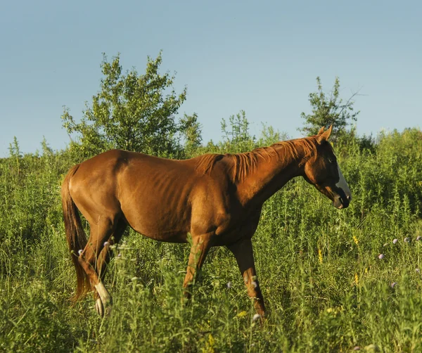Red horse with light mane and white blaze on the head stands on the field on the green grass