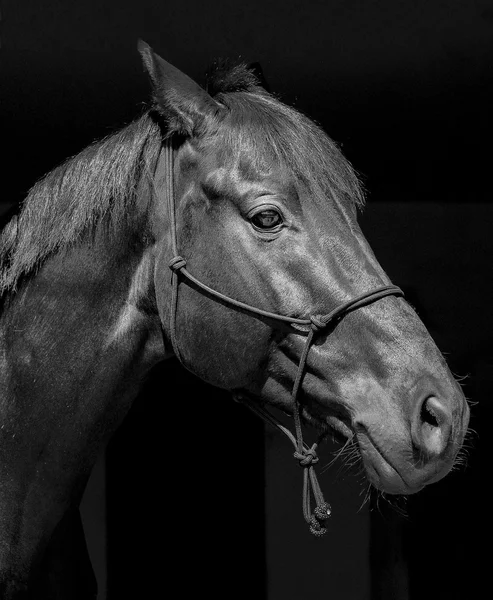 Black horse in a halter and a dark mane and a white blaze on his head on a black background