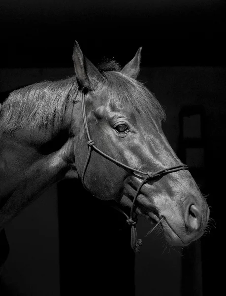 Black horse in a halter and a dark mane and a white blaze on his head on a black background