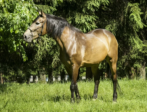 light brown horse with black mane and tail standing on the grass on a background of green trees