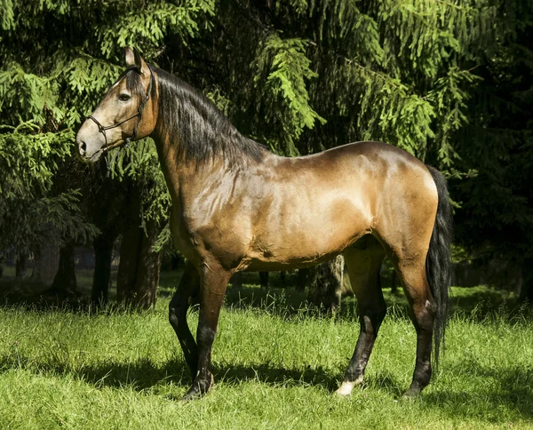 light brown horse with black mane and tail standing on the grass on a background of green trees