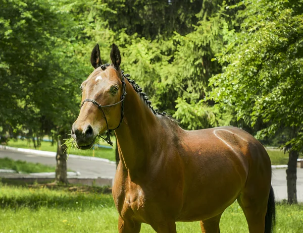 red horse with a white spot on his head stands dressed in a halter on a background of green trees