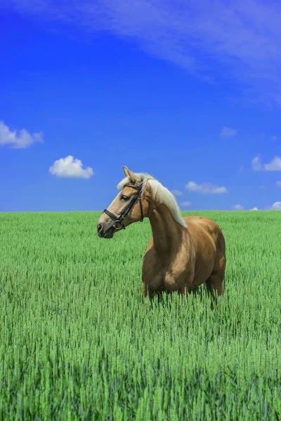 Light brown horse with a white mane and tail stands in a green field under a blue sky