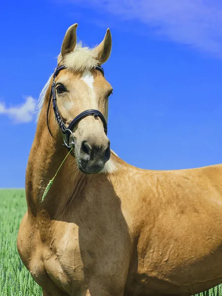 Light brown horse with a white mane and tail stands in a green field under a blue sky