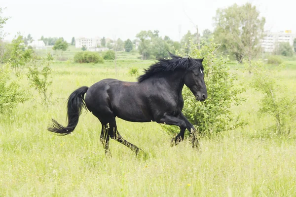 Beautiful black horse with a long mane and tail in a green field with tall grass
