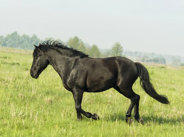 Beautiful black horse with a long mane and tail in a green field with tall grass