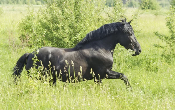 Beautiful black horse with a long mane and tail in a green field with tall grass