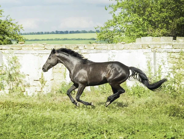 Beautiful black horse with a long mane and tail in a green field with tall grass