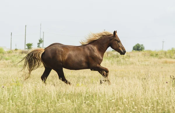 Brown horse running on the green grass in the field