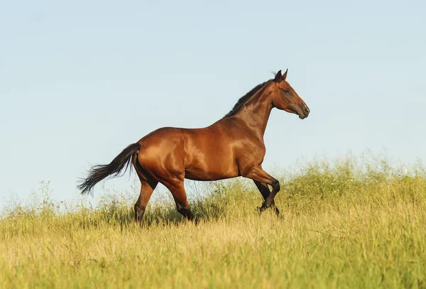 Red horse with a black mane and tail running in a field on the green grass