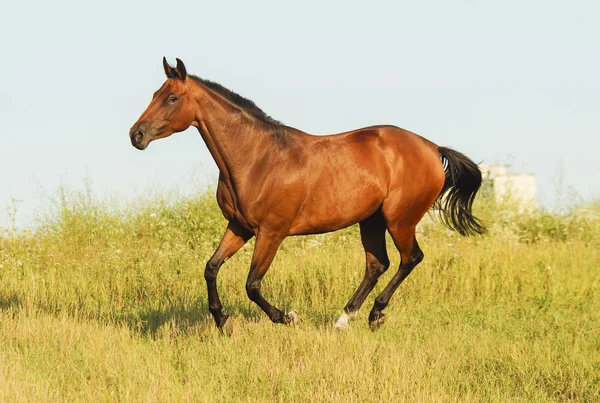 Red horse with a black mane and tail running in a field on the green grass
